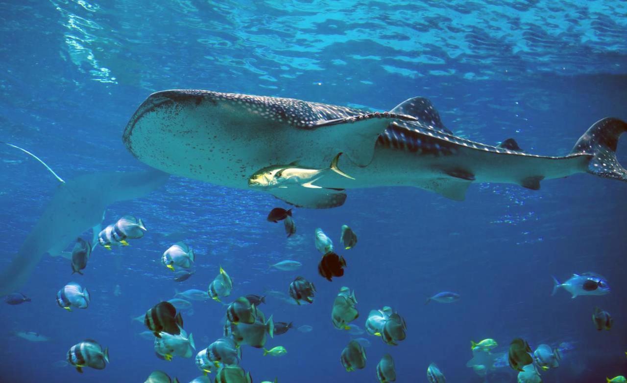 Dharavandhoo Stay Exterior foto
